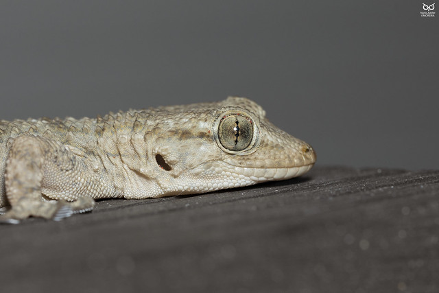Osga-comum, Common wall gecko (Tarentola mauritanica)