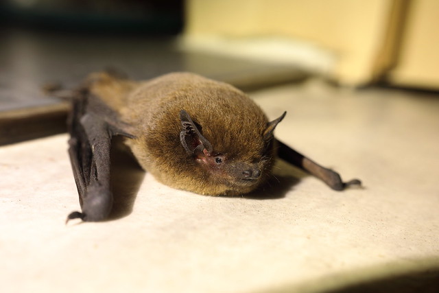 Common pipistrelle lost its way @ Unteres Odertal 2022