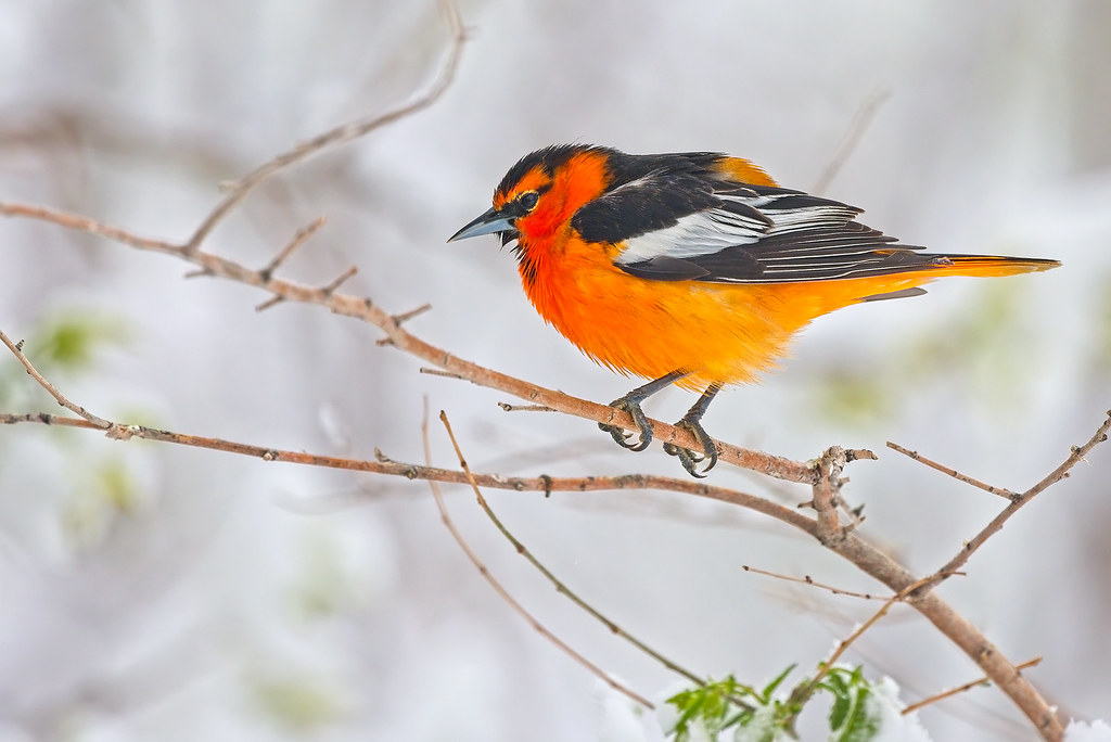 22 Species of Birds with Red Heads: A Comprehensive Guide - Bullock's Oriole