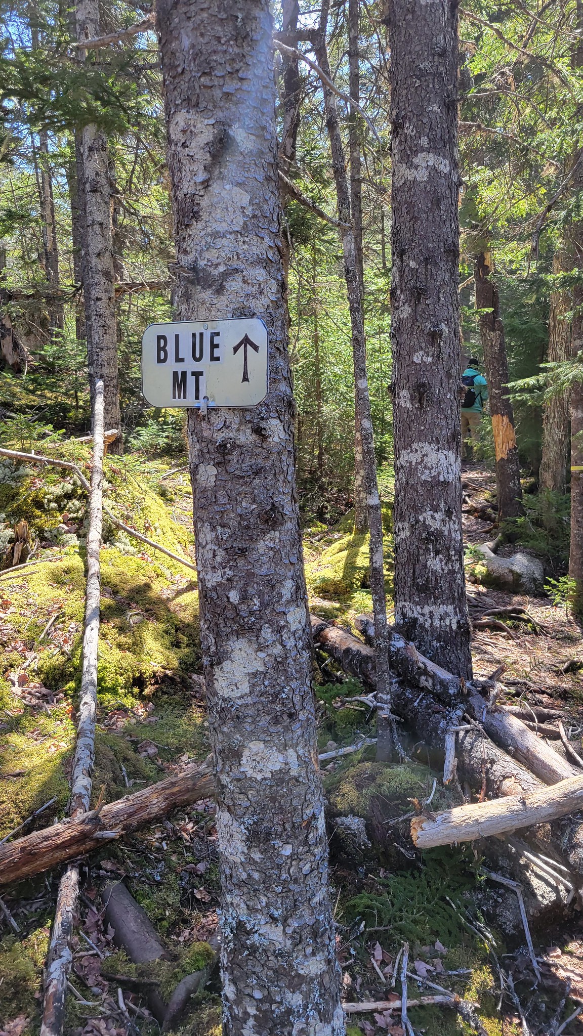 Blue Mountain Trail