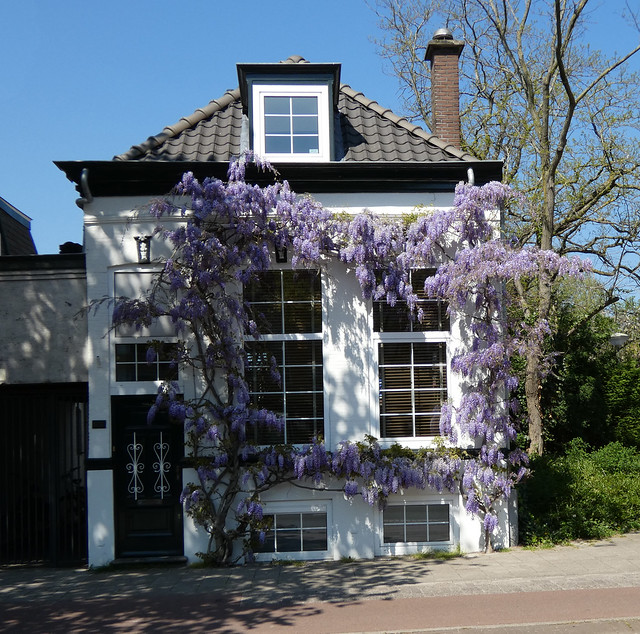 Spring in The Hague