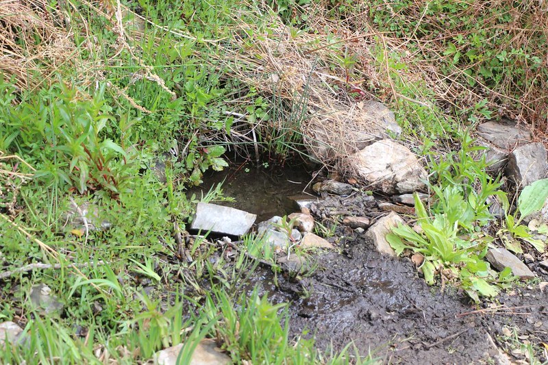 Small seep in upper Spanish Needle Creek where PCT hikers had built a small collecting pond for filtering water
