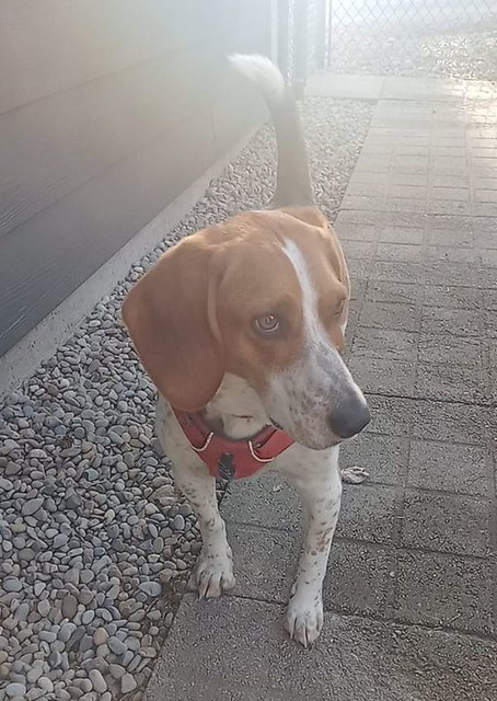 FOUND small Beagle or similar breed white and tan dog in the #NorthHaven area in the NW. He is safe at McKnight 24 Hr Vet Hospital, call 403 457 0911. Please RT and share for owner awareness. Must provide photo ID and proof of ownership to claim. FOUND bl