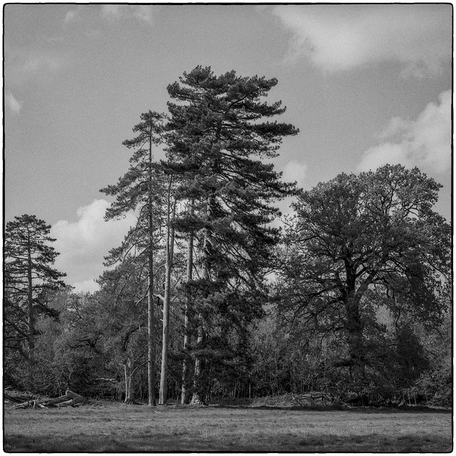 Trees at Ickworth Park