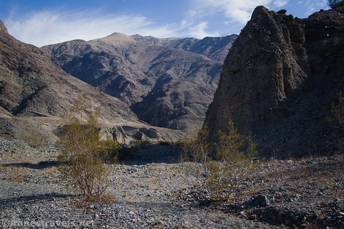 Creosote Bushes in Willow Canyon, Death Valley National Park, California