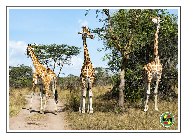 Giraffes - Giraffa