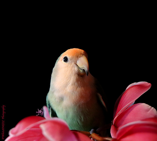 Accidentally photographed: my new Lovebird Friend 
