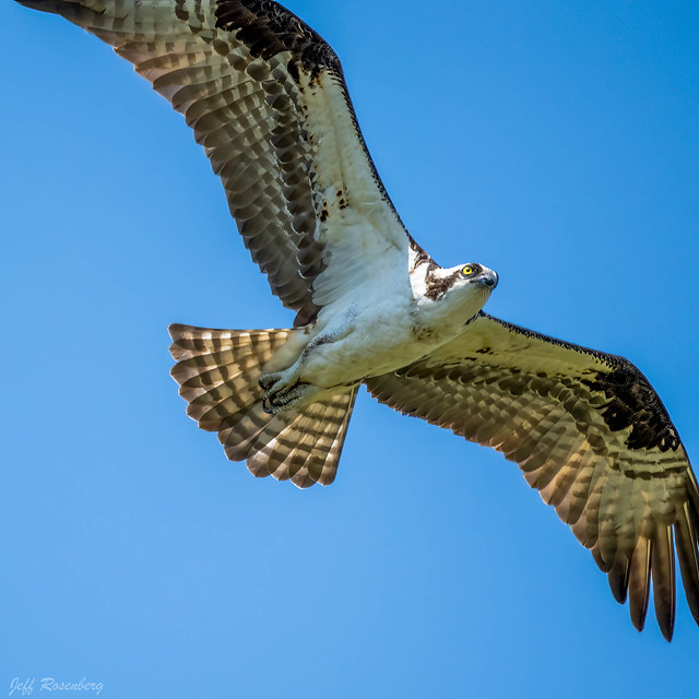 An Osprey Doing A Very Close Fly-Over