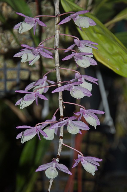 Dendrobium pierardii Morosolo