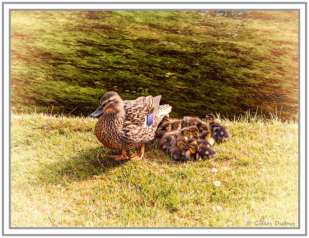 La famille canard
