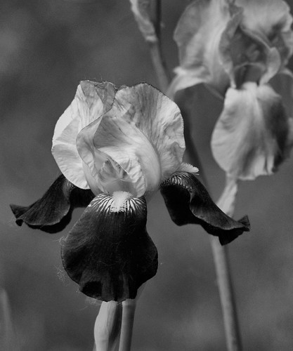 flower iris blackandwhite bw monochrome pentax connecticut ct m42 handheld manualfocus 2010 janetsgarden manualexposure asahipentaxsupertakumar50mmf14 vbd k200d spring2010