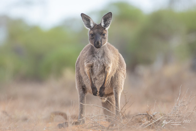 Western grey Kangaroo