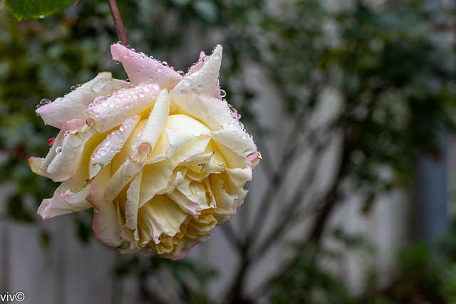 Yesterday's gracefully ageing beautiful rain drenched Kordes Eleganza Athene Rose at our garden