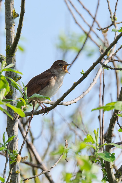 Nightingale Singing