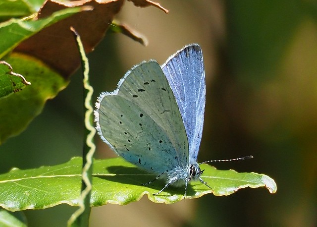 Holly Blue Butterfly, Tessier Gardens, Torquay 26th April 2022