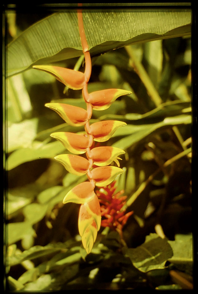 Hanging Lobster Claw Heliconia - Heliconia rostrata