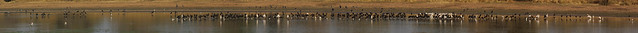 African Openbills and other birds at Machtour, Zakouma National Park, Chad