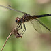 Flickr photo 'Blue Dasher (Pachydiplax longipennis)' by: Mary Keim.