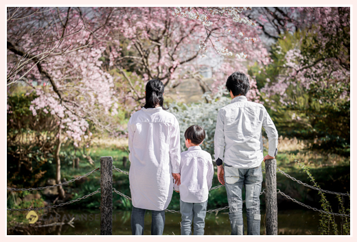 公園で満開の桜を眺める3人の親子　後ろ姿