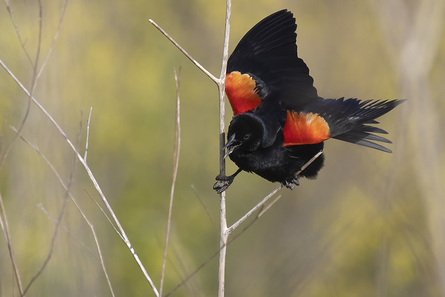 Red-winged Blackbird Male Showing Off & Sounding Off