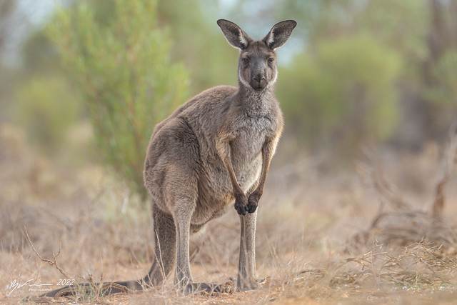 Western grey Kangaroo