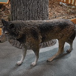 Wolf Exhibit Missouri River Basin Louis and Clark interpretive Trails and Visitor Center, Nebraska City, Nebraska