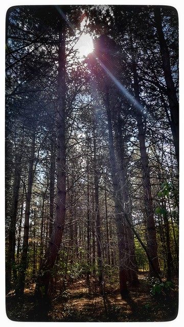sun rays in woodland