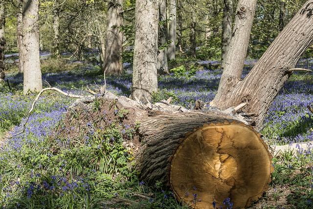 Bluebell Woods and The Fallen