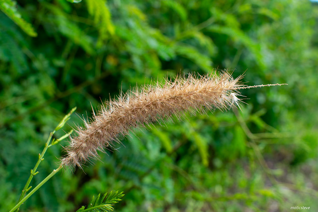 Tropical Foxtail Closeup