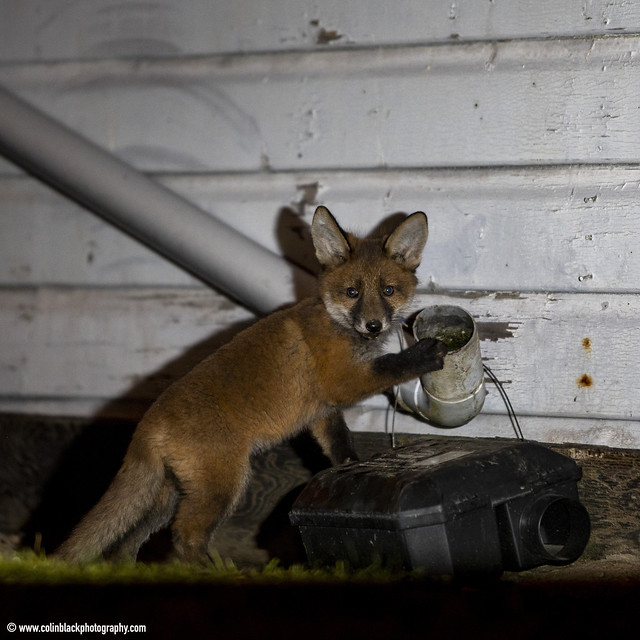 Fox cub drinking