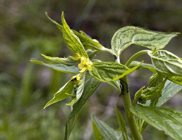 Lithospermum latifolium,Taylor Hollow State Natural Area, Sumner County, Tennessee (23)