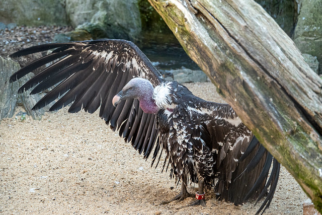 Ruppell’s Griffon Vulture (Gyps rueppellii)