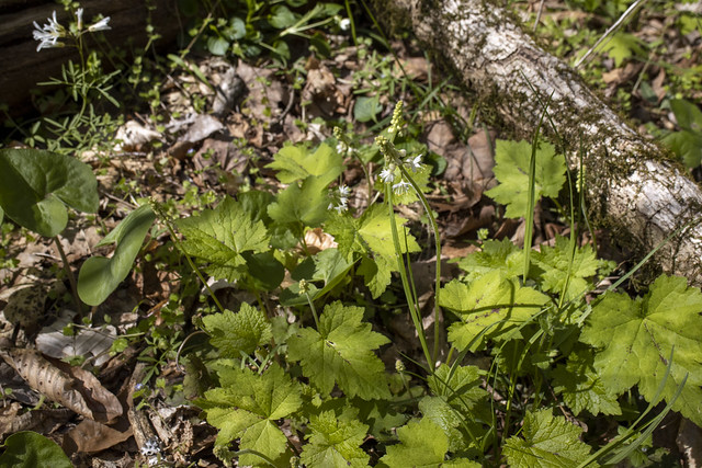 Tiarella cordifolia ,Jackson County, Tennessee