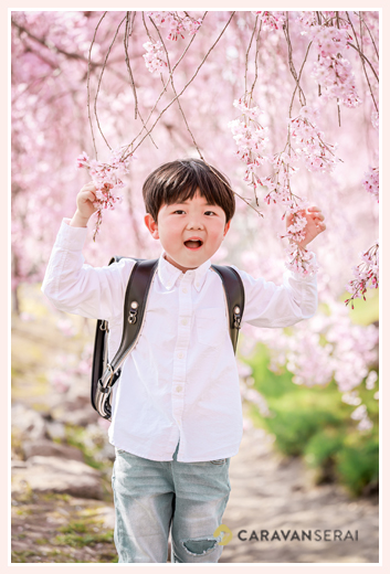 小学校入学記念のロケーション撮影　満開の桜の下で