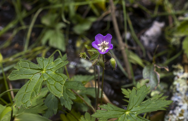 Geranium maculatum,Taylor Hollow State Natural Area, Sumner County, Tennessee (27)