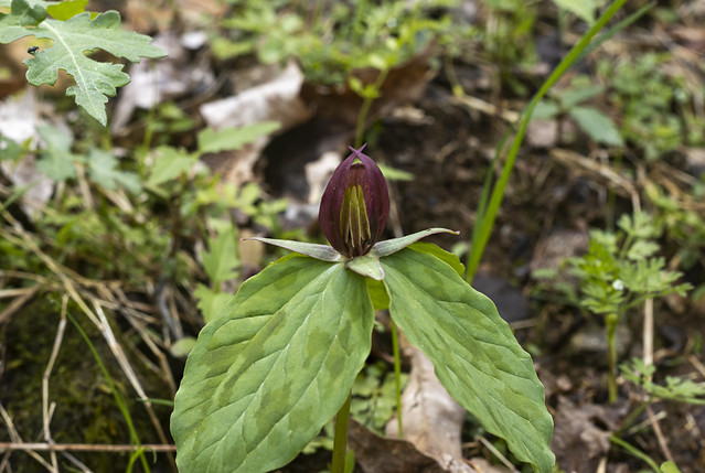 Trillium recurvatum ,Taylor Hollow State Natural Area, Sumner County, Tennessee (22)