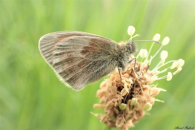 Butterfly 2116