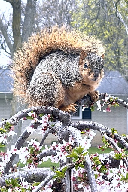 2022 27 April squirrel on weeping cherry d