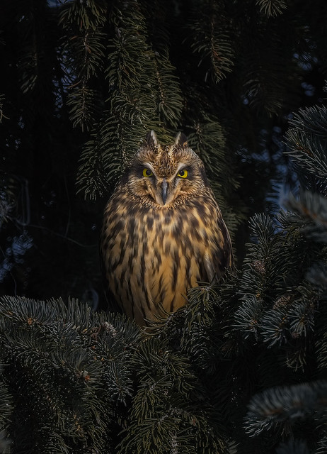 Hibou des marais / Short-eared owl