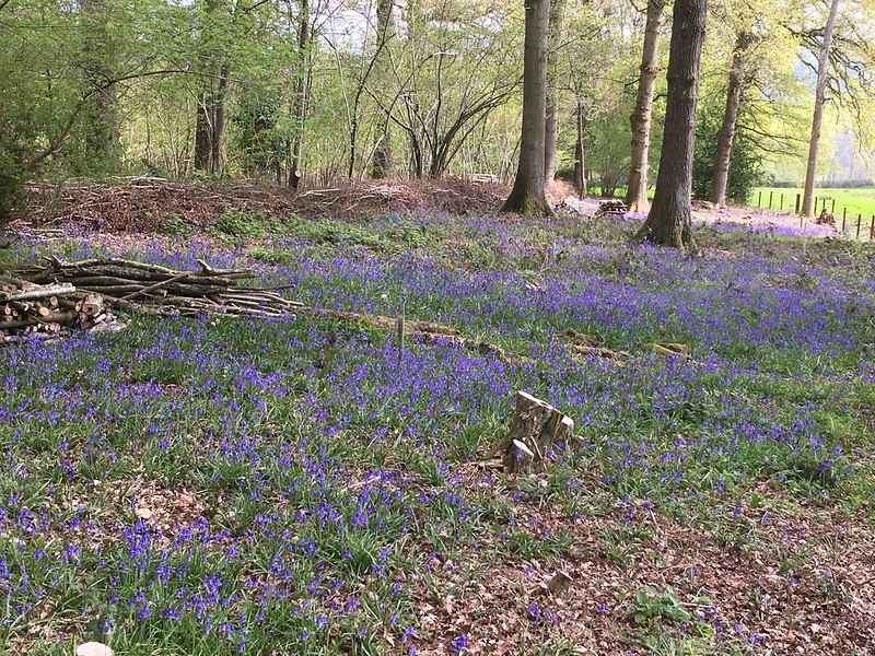 Tremorithic footpaths with Phil: Bluebell woods