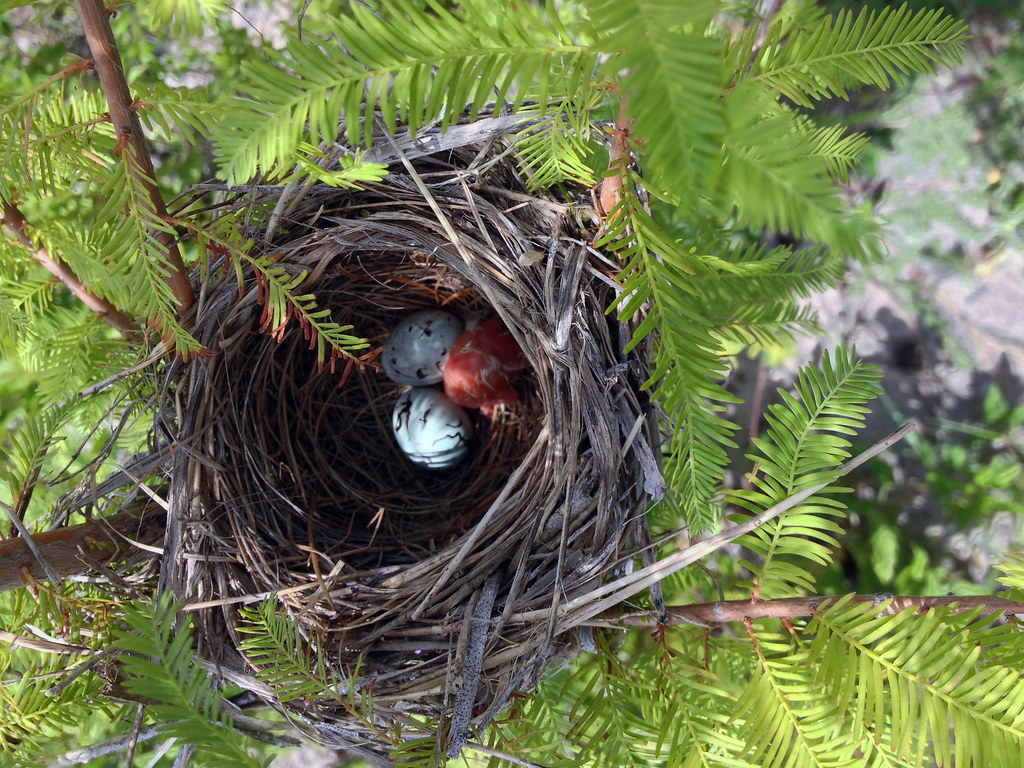 Nutritional Powerhouse bird nest nutrition image