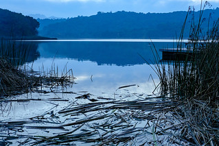Thumbnail image for album (Reeds on Briones Reservoir)