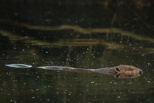 Wild Beaver   ( Castor fiber) Eurasian beaver  Kent UK