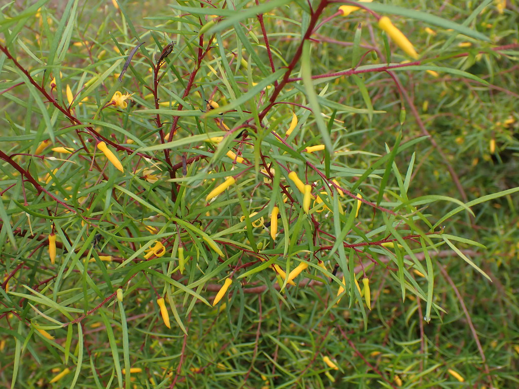 Persoonia nutans