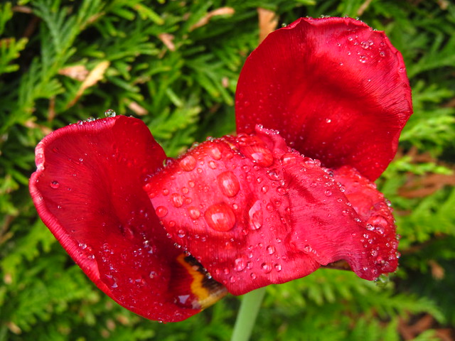 Regennasse rote Tulpenblüte mit 