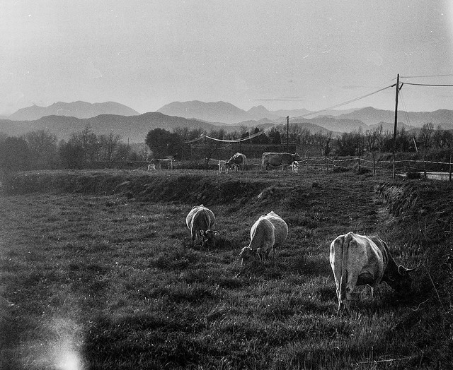 Les vaques del capvespre / Sunset cows
