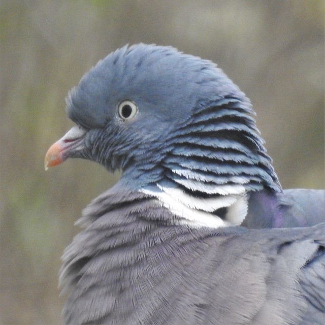 Wood Pigeon Portrait - Druridge