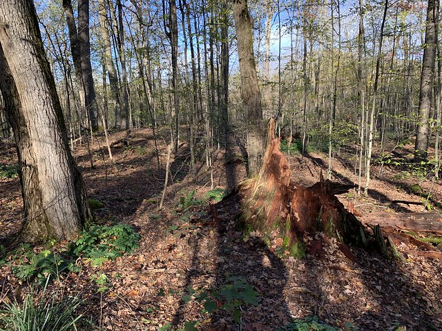 Decaying stump , my shadow on the ground , dried leafs & trees at a trail in Peters wood Provincial Nature Reserve unspoiled forest on the sandy north facing slope of the Oak ridges Moraine the headwater streams of Mill creek , Centreton , October 27 2021