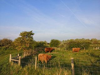 Highland Cattle at Pegwell Bay Nature Reserve