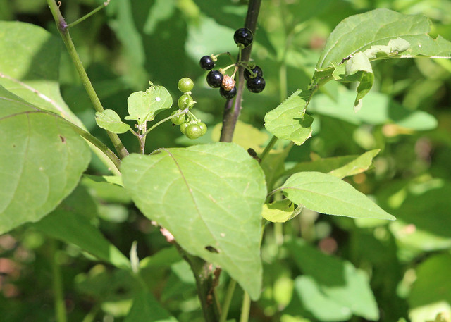 American Black Nightshade (Solanum americanum)